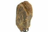 Fossil Triceratops Rib Section w/ Metal Stand - South Dakota #363619-1